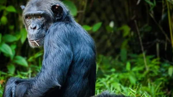 पैरों और हाथों के बीच भी दबा रखा है फल