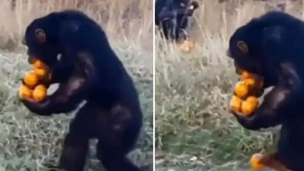 तेजी से सोशल मीडिया पर वायरल हुआ वीडियो