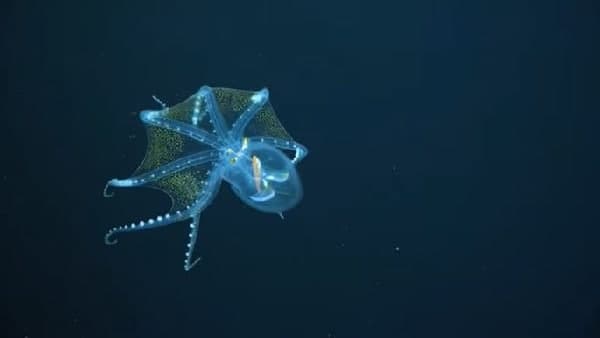 क्यों होता है नीला खून? क्यों होता है नीला खून?