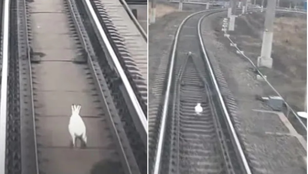 खरगोश अपनी पूरी ताकत से ट्रेक पर भागा