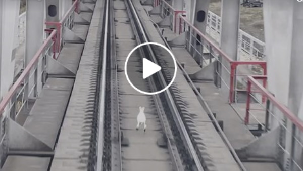 ट्रेन के ड्राइवर ने धीमी की रफ्तार 