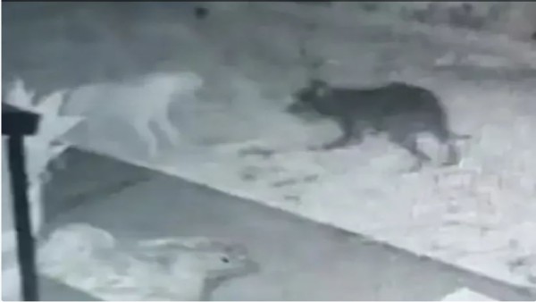 सोशल मीडिया पर छाई भूत के साथ खेल रहे कुत्ते की वीडियो