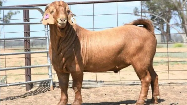 अच्छे बकरे खरीदने का शौक रखते हैं मोस्ली