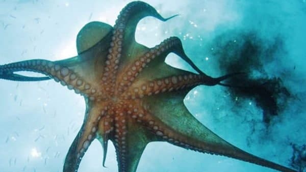 0.3 सेकंड से भी कम वक्त बदल सकता है रंग 0.3 सेकंड से भी कम वक्त बदल सकता है रंग