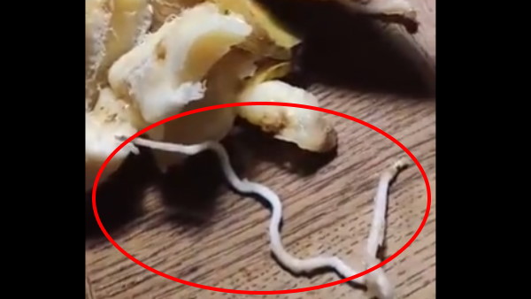 क्या है वीडियो का सच?