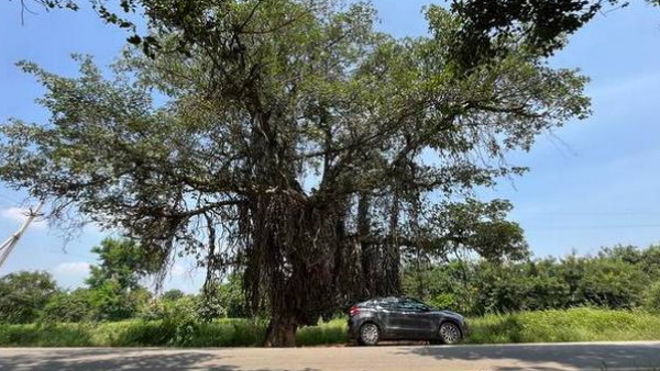 लोगों ने लिया पेड़ की रक्षा का संकल्प