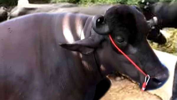 प्योर मुर्रा भैंसा होने का दावा