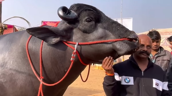 0.25 ML सीमन की कीमत इतनी