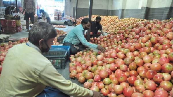 अनार की खेती से 20 लाख रुपए तक कमाई अनार की खेती से 20 लाख रुपए तक कमाई