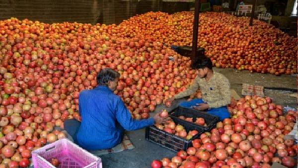 एक पौधा 25 सालों तक देता है फल एक पौधा 25 सालों तक देता है फल