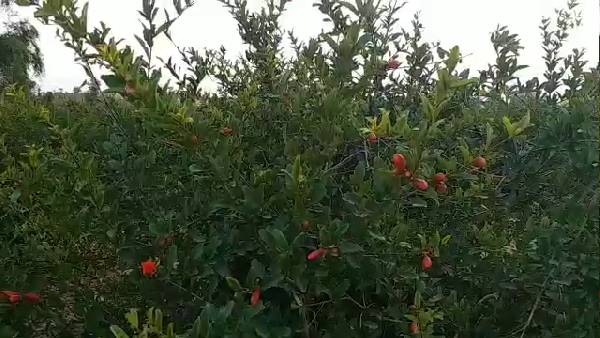 अनार की खेती के जरिए नई पहचान अनार की खेती के जरिए नई पहचान