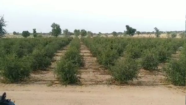 बीकानेर में दो लाख से ज्यादा अनार के पौधे बीकानेर में दो लाख से ज्यादा अनार के पौधे