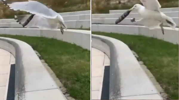  महिला का नोटों से भरा पर्स अपनी चोंच में दबाकर ले उड़ा पक्षी