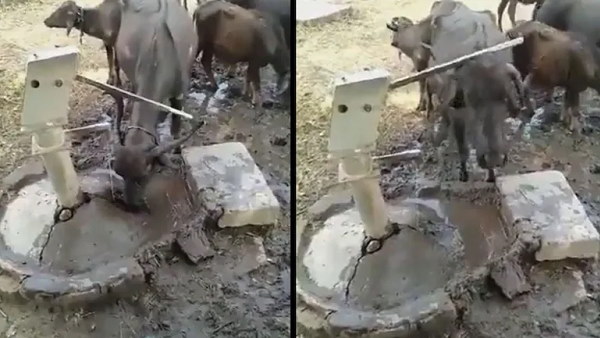 भैंस ने खुद नल चलाकर पानी पिया