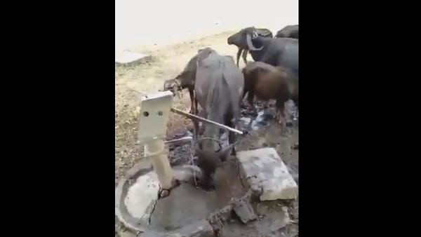 अन्य भैंसों ने भी पिया पानी