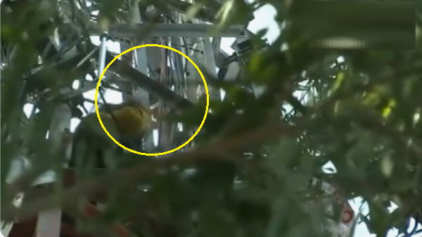 Chandigarh ETT teacher climbed up tower