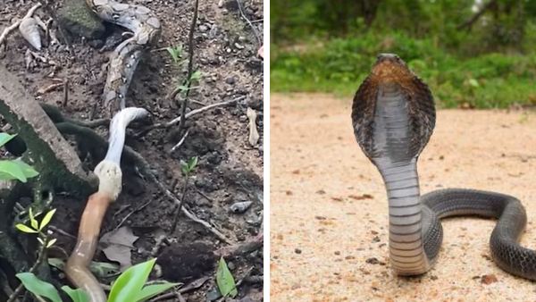 सिंगापुर का है वीडियो