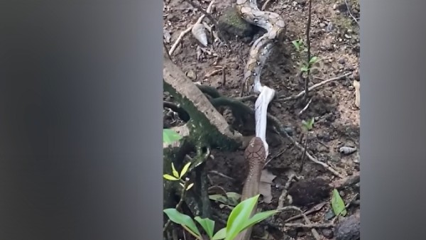 कोबरा जीत गया