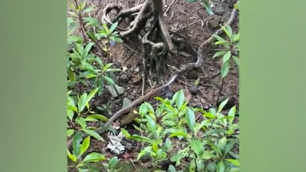 कोबरा से मोटा था अजगर