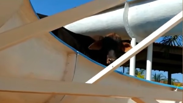 गाय को दिया 'टोबोगो' नाम, जानिए मतलब