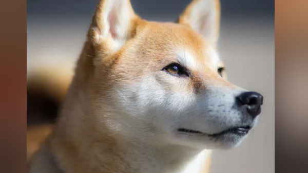 कोर्ट में किया गया पेश कोर्ट में किया गया पेश