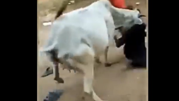 जानवर ने समझा जानवर का दर्द