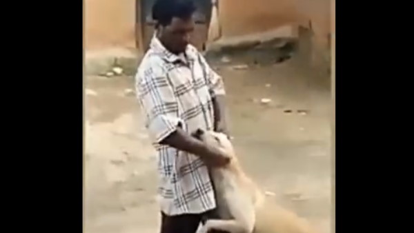 कुत्ते को छुड़ाने के लिए गाय ने कर दिया हमला