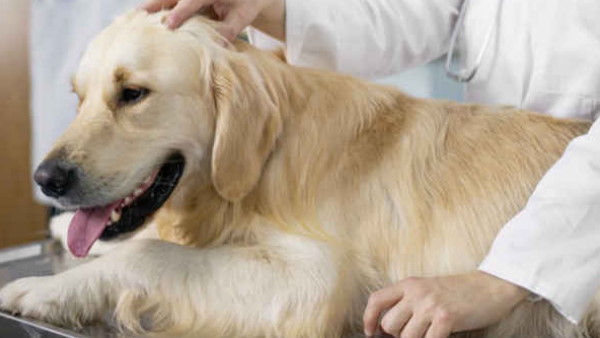 कुत्ते के डर को मनोरंजन मानते हैं मालिक