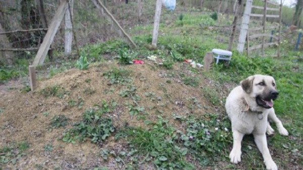 घर से भागकर मालिक की कब्र पर जाता है पालतू कुत्ता घर से भागकर मालिक की कब्र पर जाता है पालतू कुत्ता