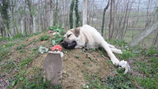 कत्ते से बहुत प्यार करते थे मालिक कत्ते से बहुत प्यार करते थे मालिक