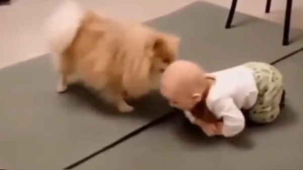 पालतू कुत्‍ते ने ऐसे सिखाया क्रालिंग करना