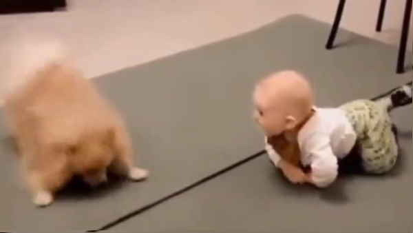 वीडियो शेयर करने वाले ने लिखी ये बात 