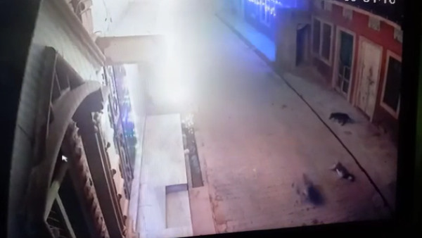 कुत्ता जमीन पर गिर गया और तड़पने लगा