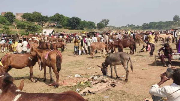 दो दिन में बिक गए 9 हजार गधे, 20 करोड़ का कारोबार दो दिन में बिक गए 9 हजार गधे, 20 करोड़ का कारोबार
