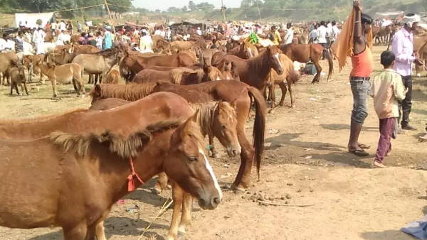 औरंगजेब के जमाने से लग रहा गधा मेला औरंगजेब के जमाने से लग रहा गधा मेला
