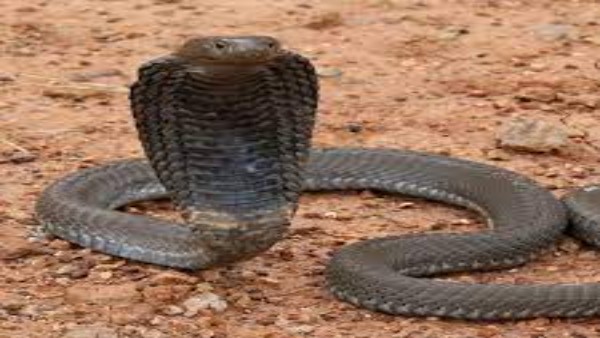 जमकर देखा जा रहा वीडियो