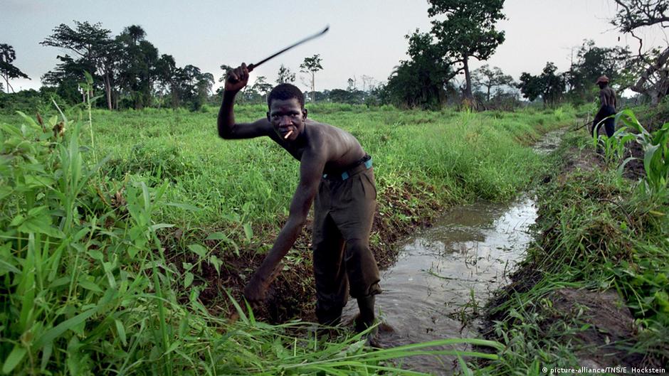 आइवरी कोस्ट में कोको की खेती