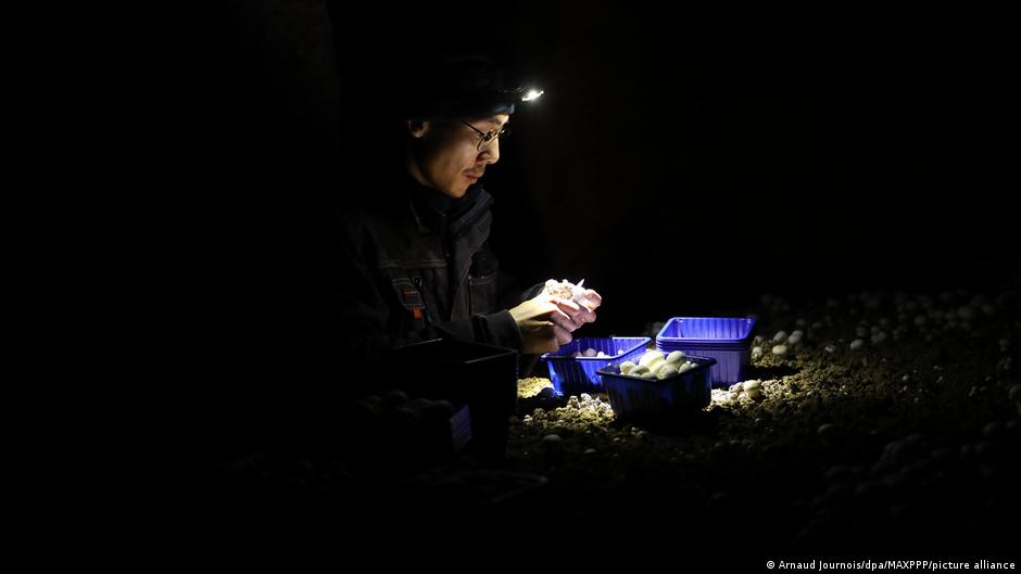 Provided by Deutsche Welle