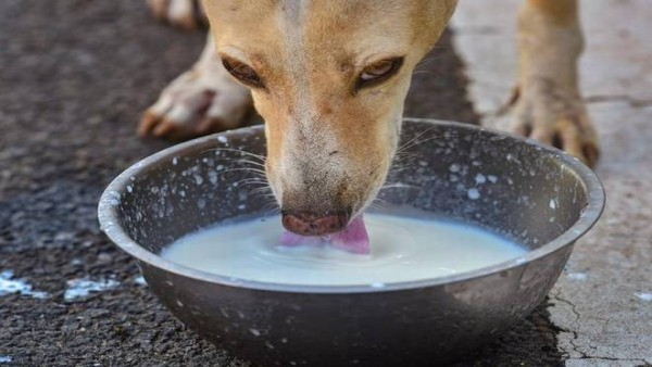 आसानी से अपने मालिक से बात कर पाएगा कुत्ता