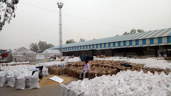 100% बाजरा खरीद शुरू करने की मांग 100% बाजरा खरीद शुरू करने की मांग