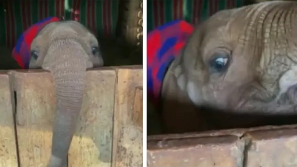 हाथी को गले लगाना चाहते हैं लोग हाथी को गले लगाना चाहते हैं लोग