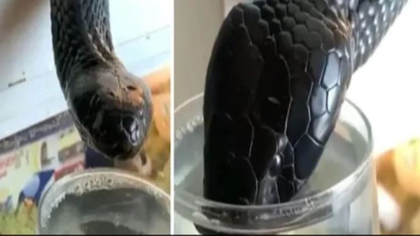 इस सांप का काटा पानी भी नहीं मांगता