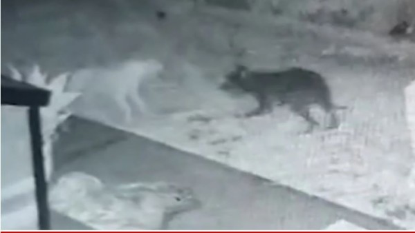 जेक डेमार्को ने लाइव देखा घटना का वीडियो