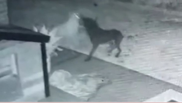 वीडियो देखने के बाद हैरान रह गए जेक डेमार्को