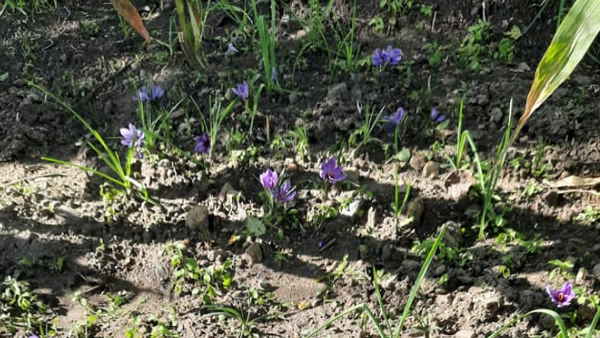 2018-19 में हुआ था ट्रायल