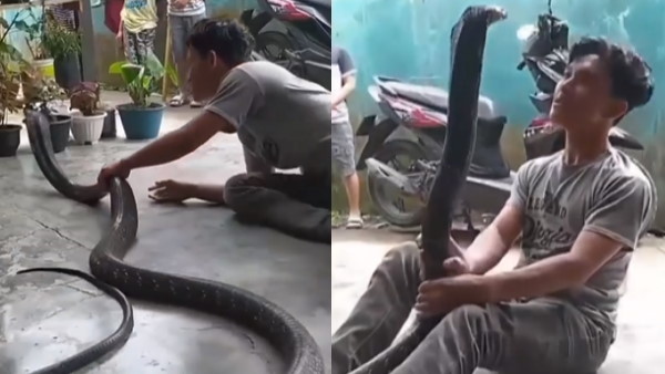 कोबरा के साथ बनाया इंस्टाग्राम रील