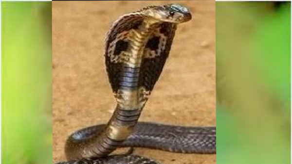 Toilet कर रहे शख्‍स के प्राइवेट पार्ट पर कोबरा ने कर दिया हमला