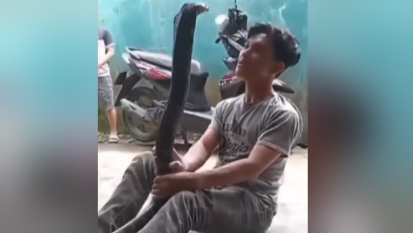 कोबरा सांप के साथ डांस