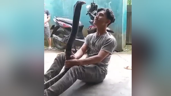 पालतू है कोबरा सांप?