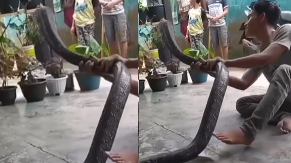 वीडियो में भयावह दिखा कोबरा